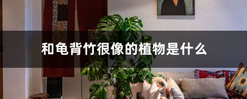 和龟背竹很像的植物是什么