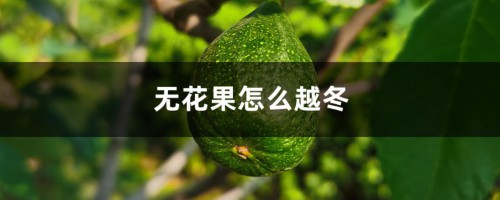 无花果怎么越冬