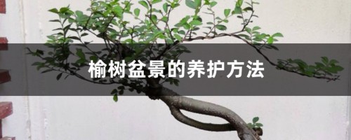 榆树盆景的养护方法