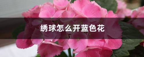 绣球怎么开蓝色花